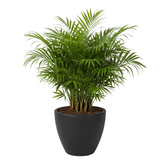 Parlor palm in matte black eco pot on white background — indoor houseplant
