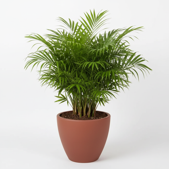 parlor palm temperature Parlor Palm (Chamaedorea elegans) – Easy Care Low Light Indoor Plant – All About Planties™