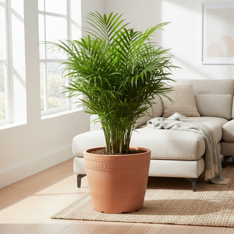 Lush parlor palm in decorative ceramic pot styled in bright modern living room