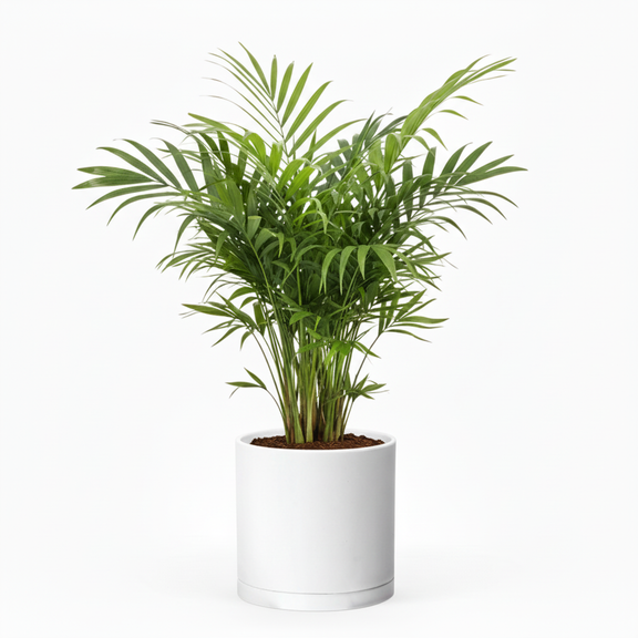 Parlor Palm - Maceta Cilíndrica Blanca