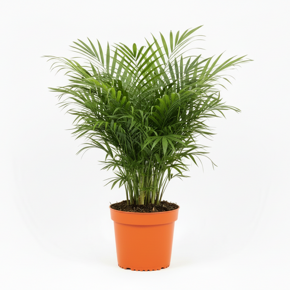parlor palm soil requirements Parlor Palm Low Light Pet Safe