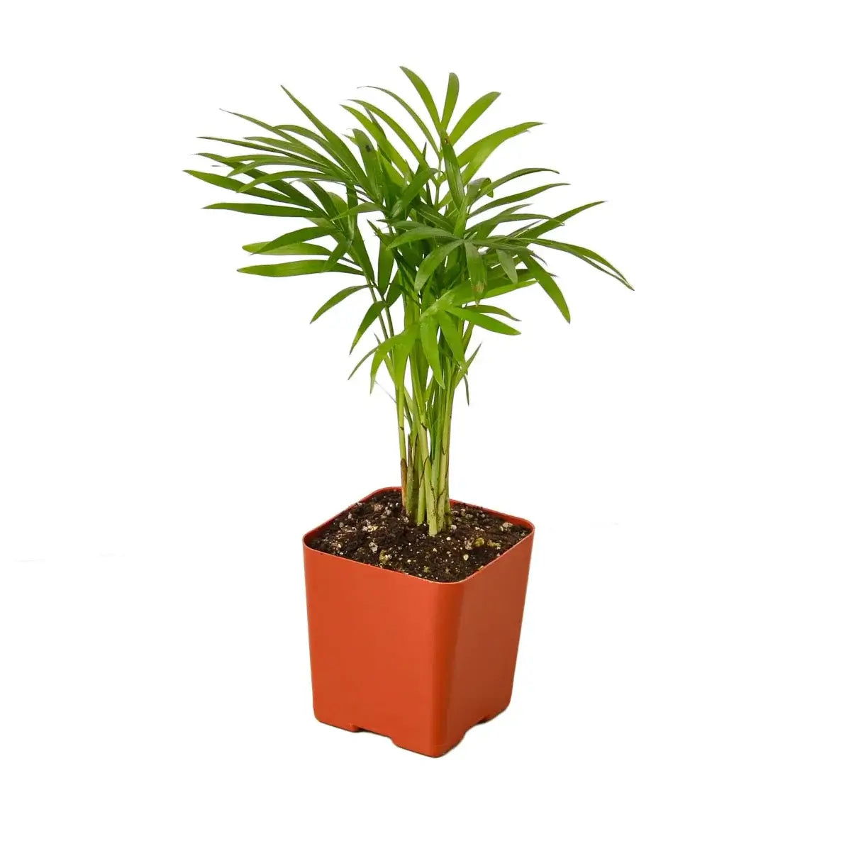 Small Parlor palm in vivid orange nursery grower pot, full dense fronds, white background