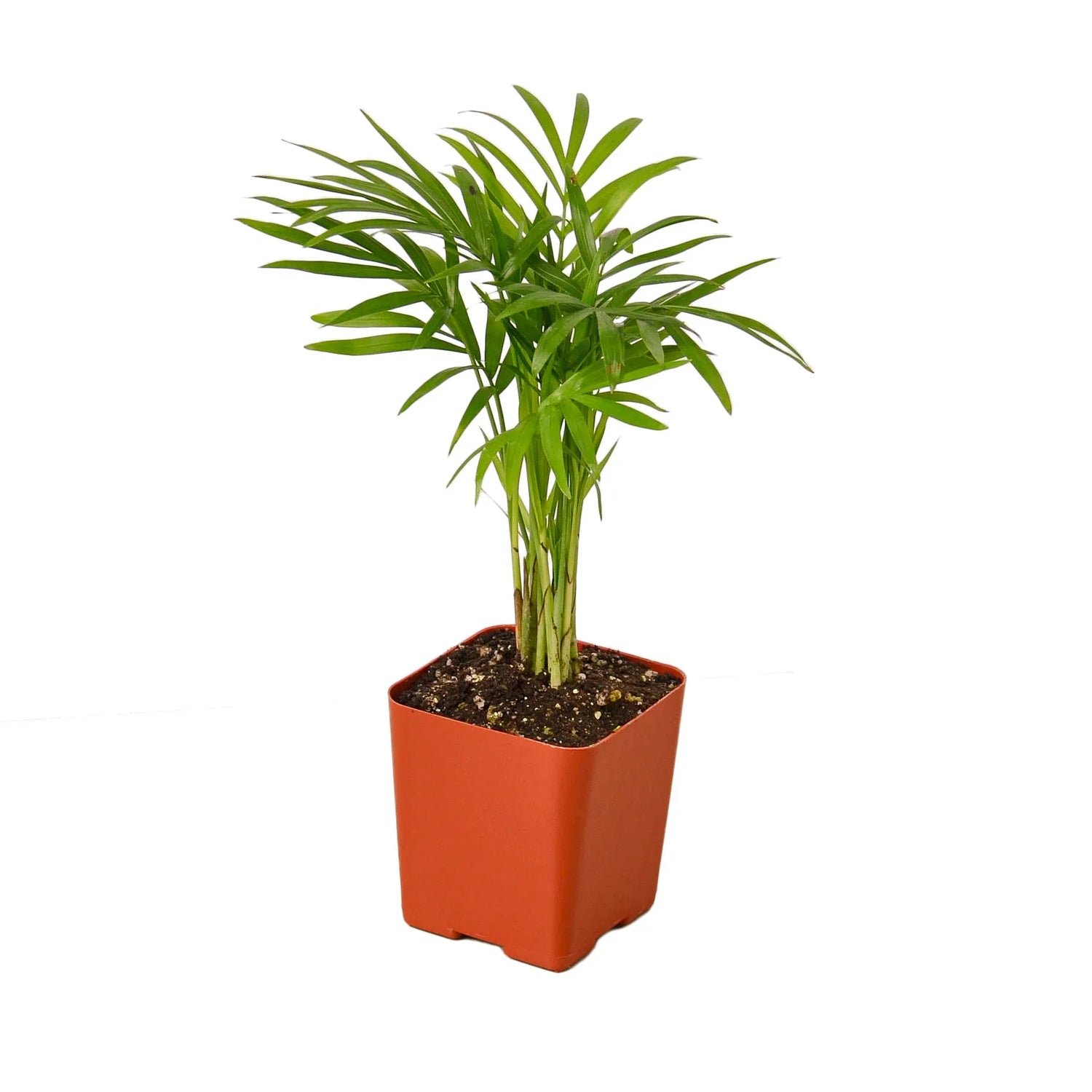 parlor-palm 3 inch pot