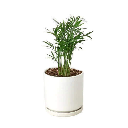 parlor-palm in a white pot