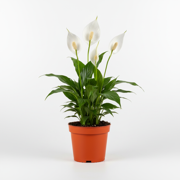 Peace Lily Plant | Live Houseplant by All About Planties