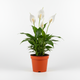 Peace Lily Plant | Live Houseplant by All About Planties