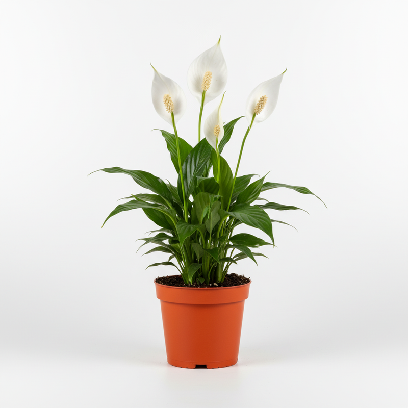 Peace Lily Plant | Live Houseplant by All About Planties