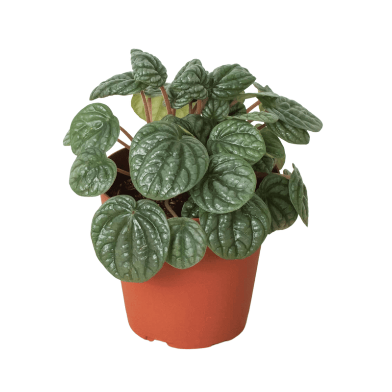 peperomia-burbella plant 4inch pot