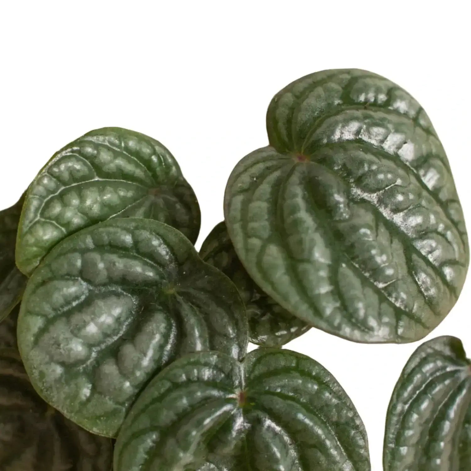 peperomia-burbella plant leaves close up