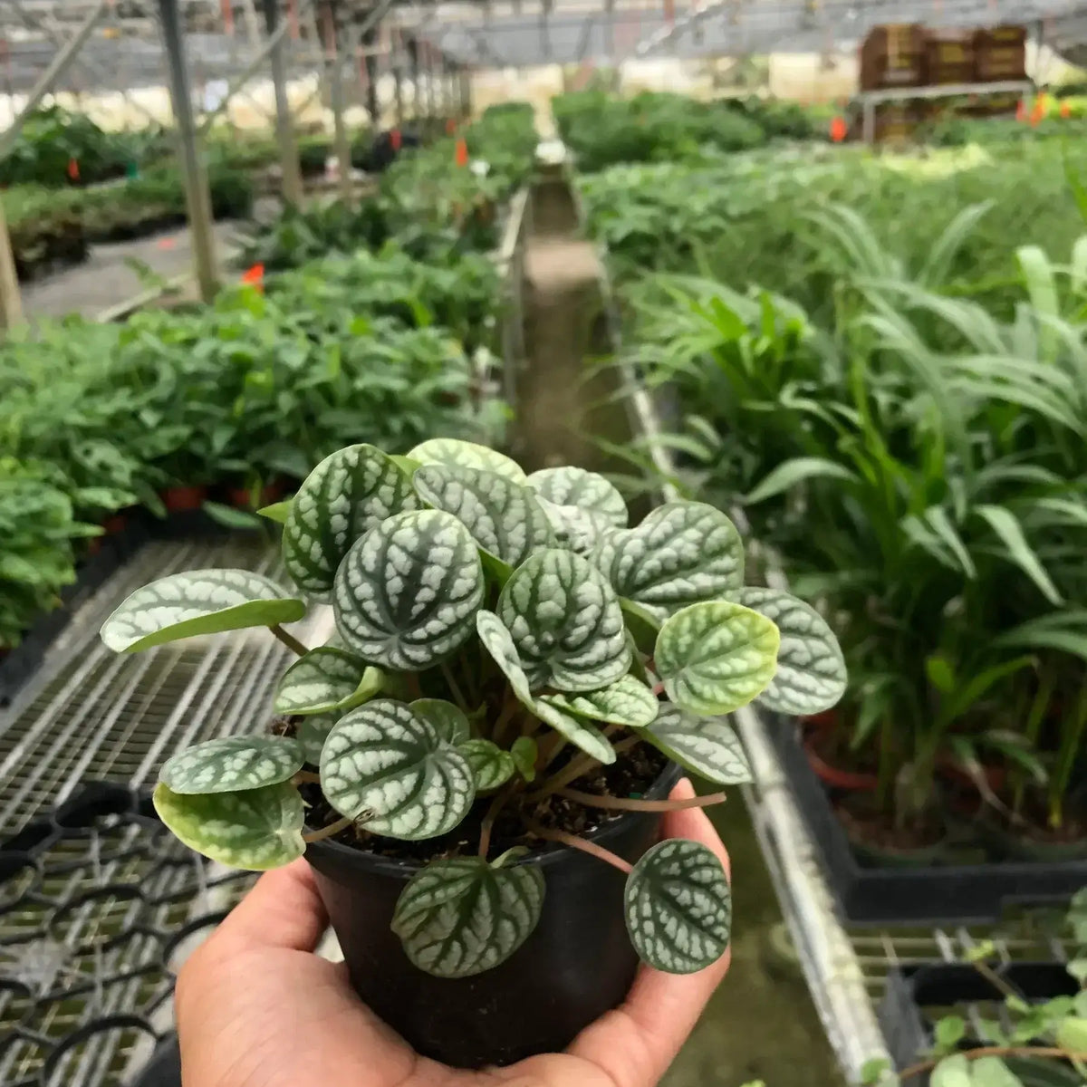 Peperomia Burbella | Indoor Plant | All About Planties
