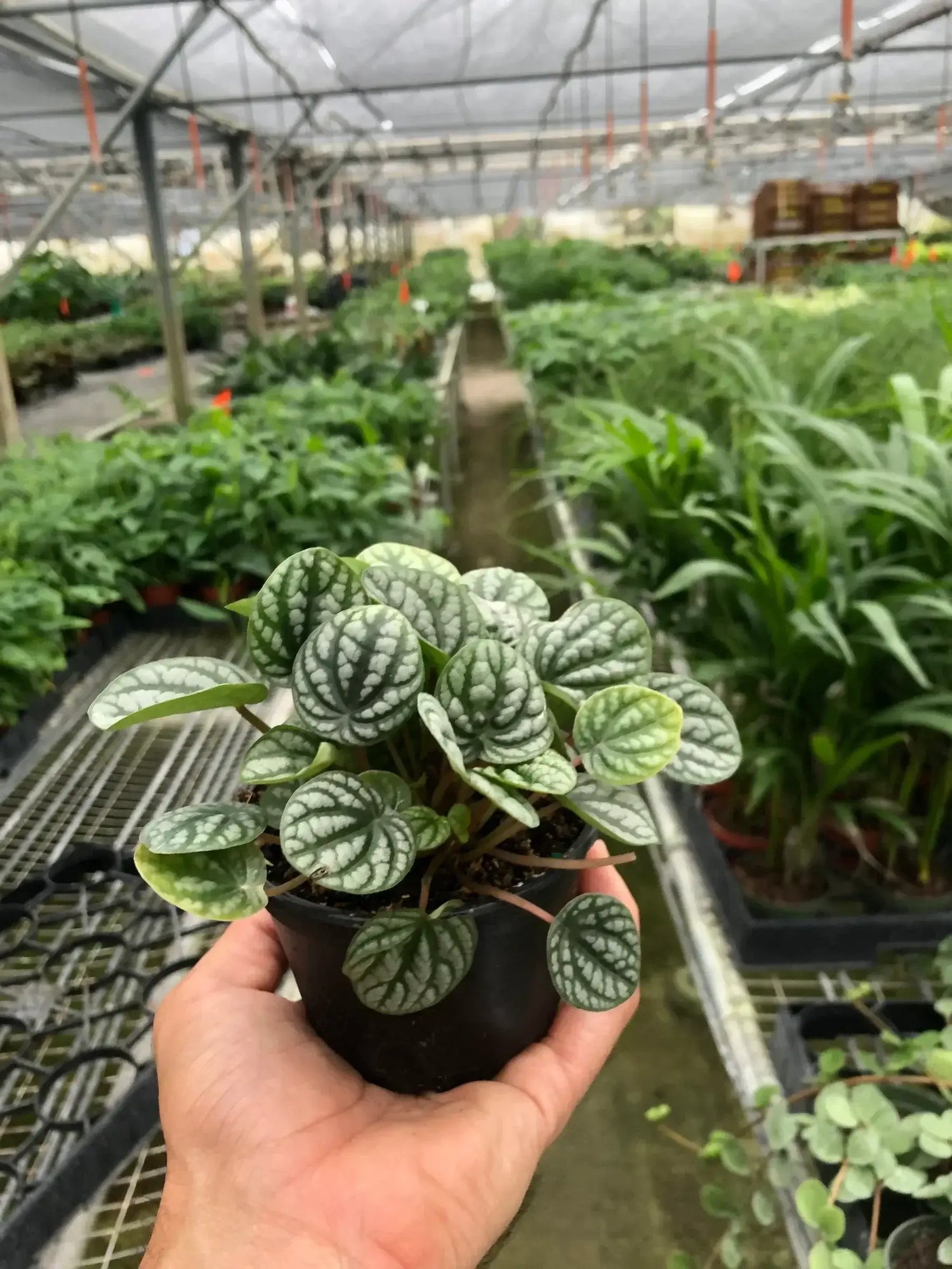 peperomia-burbella plantin a  nursery