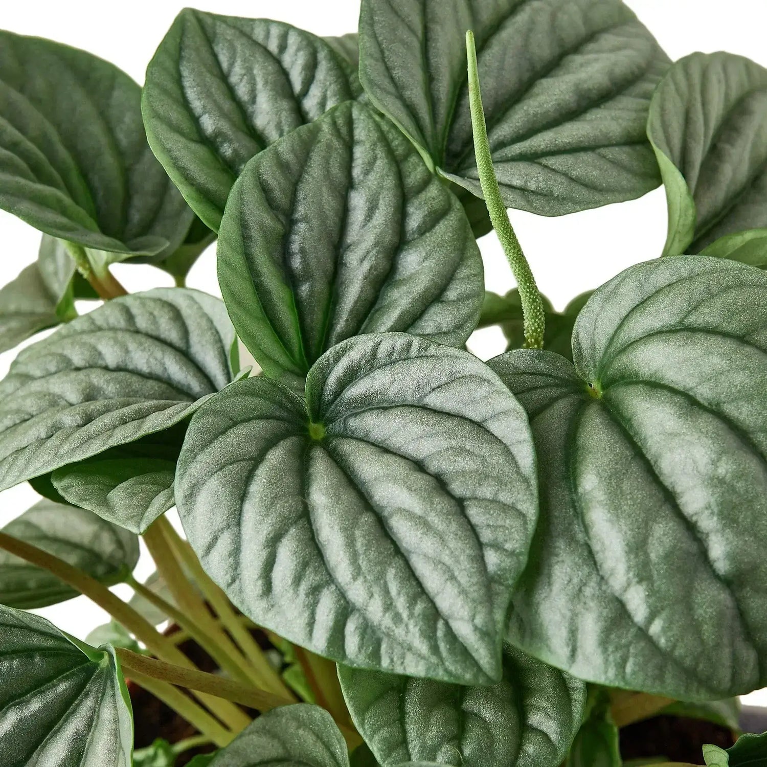 peperomia-frost closeup