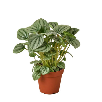 frosted plant pot The Snobby Leaf | Peperomia 'Frost' - 6 inch Pot
