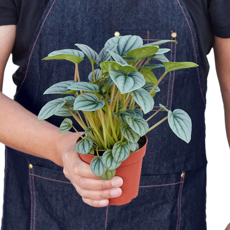 person holding a peperomia-frost closeup 4inch pot