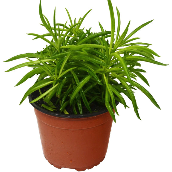 Bushy Peperomia Green Bean with dense, narrow green leaves in an orange nursery pot on a white background.