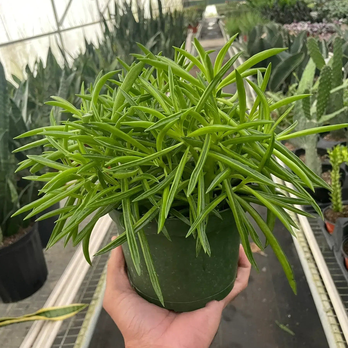 Peperomia Green Bean with dense, pointed green foliage in a green nursery pot held in a greenhouse.