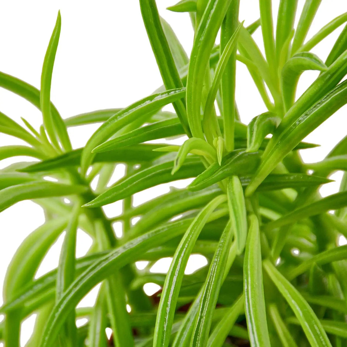 Close-up of Peperomia Green Bean foliage showing slender green leaves with lengthwise grooves.