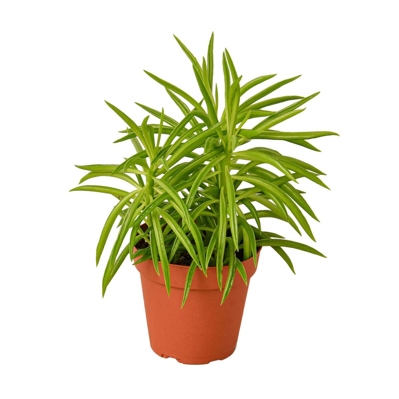 Peperomia Green Bean with narrow, pointed green leaves in an orange nursery pot against a white background.