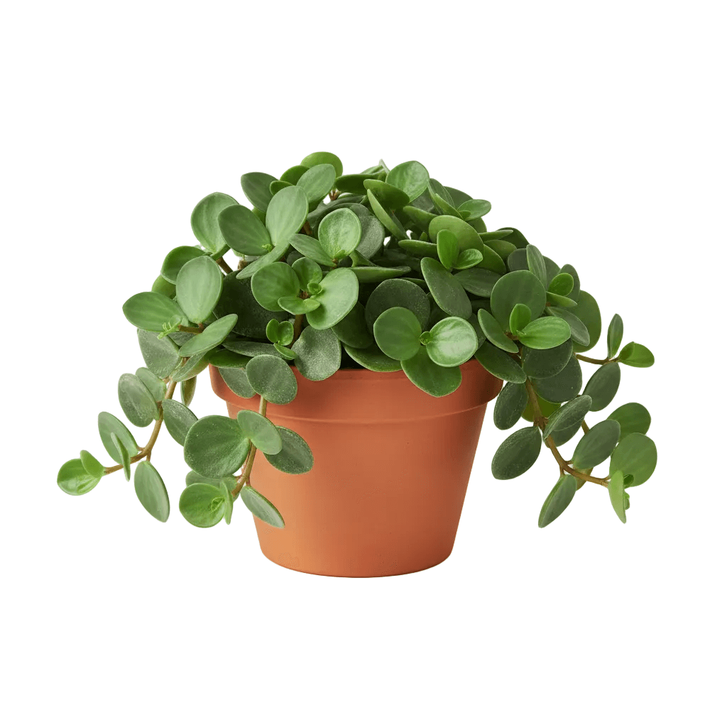 Peperomia Hope houseplant with round green leaves in 4-inch orange nursery pot