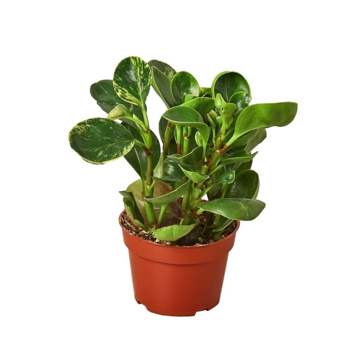 Peperomia 'Marble' plant