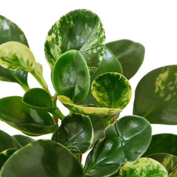 Peperomia 'Marble' Closeup  Indoor Plants 