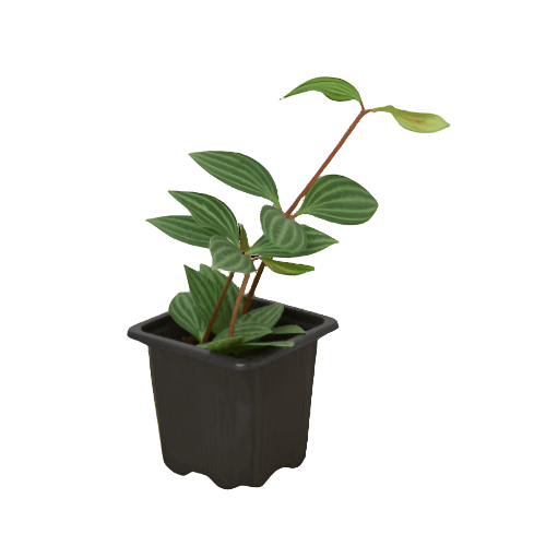 peperomia-parallel in a nursery pot