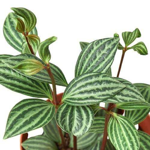 peperomia-parallel close up