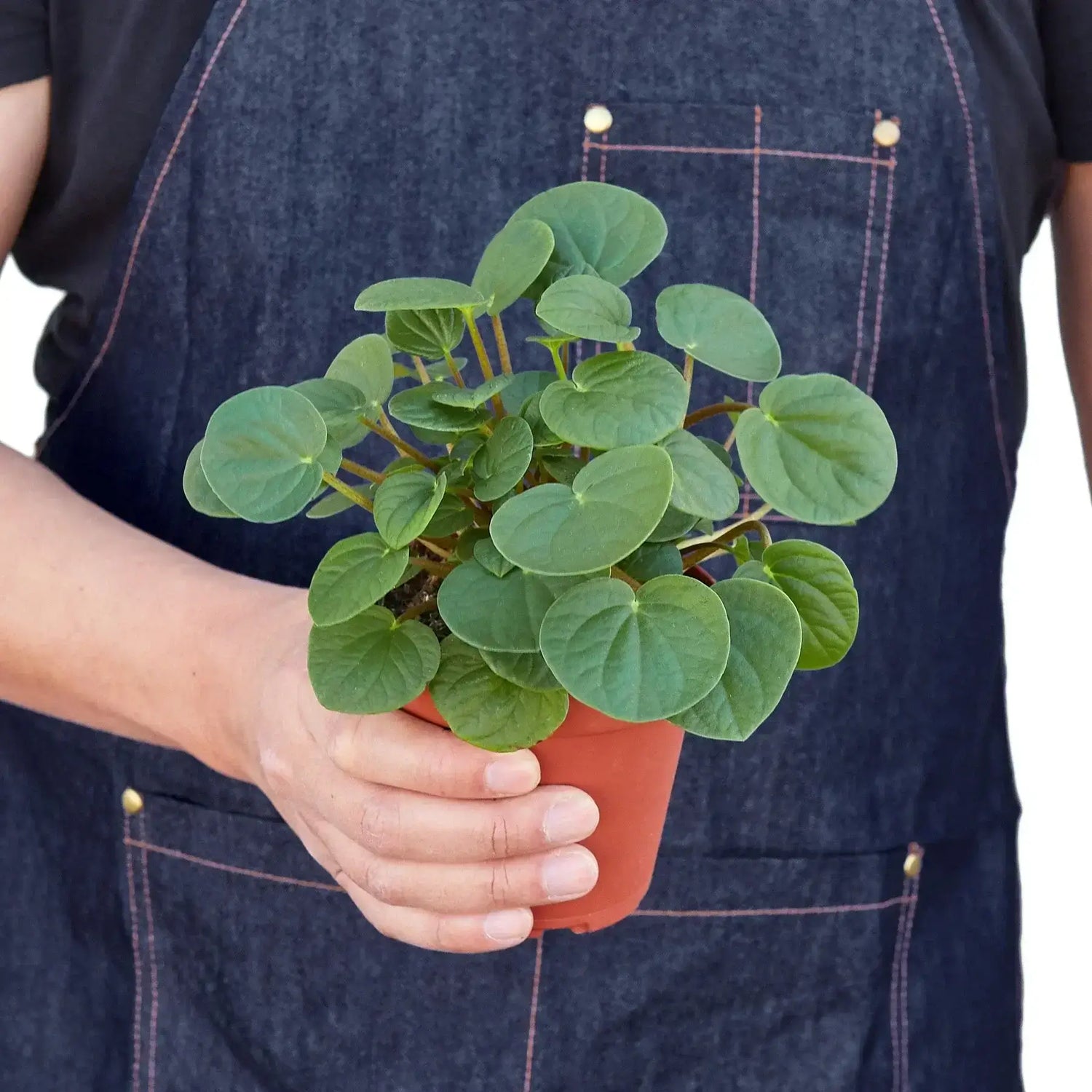 person holding a peperomia-rana-verde plant