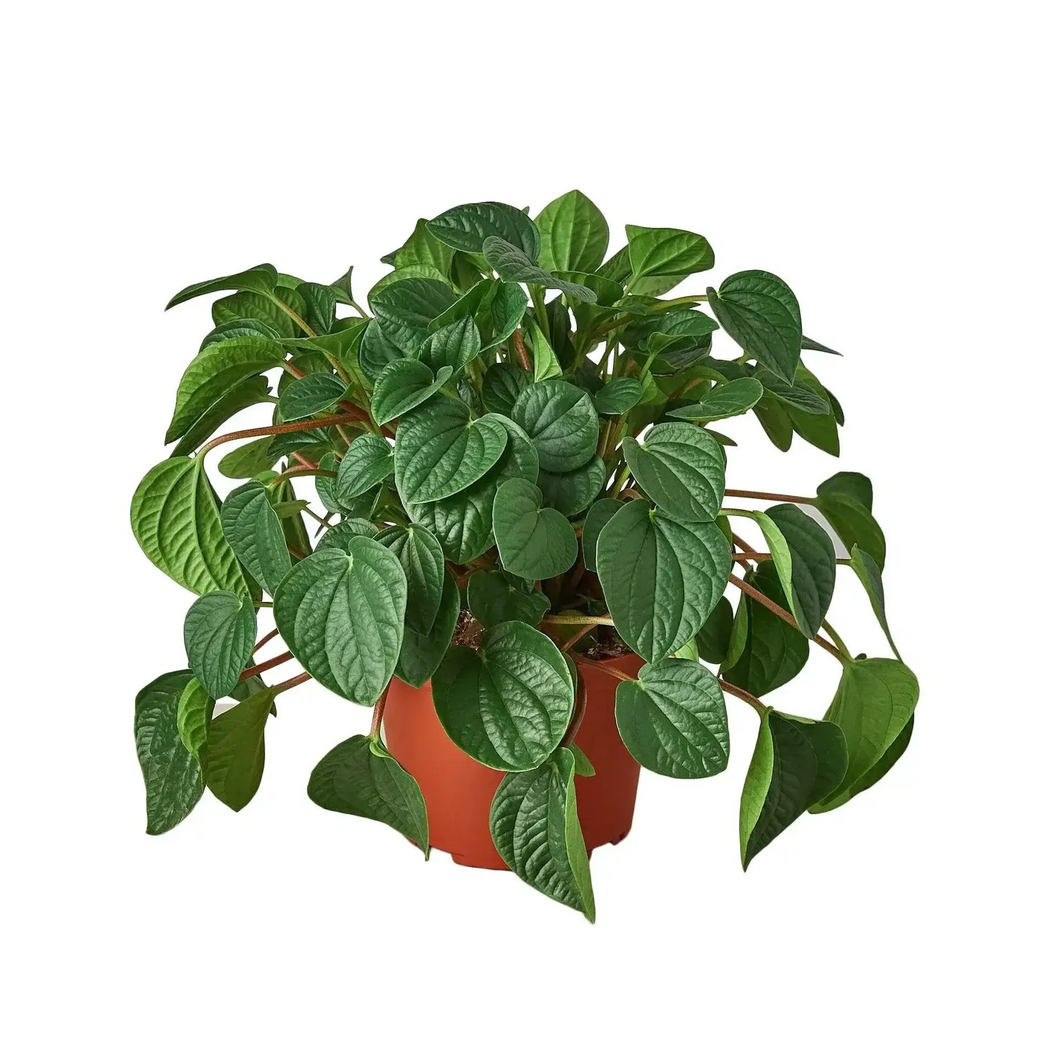 peperomia-rana-verde plant 6inch pot