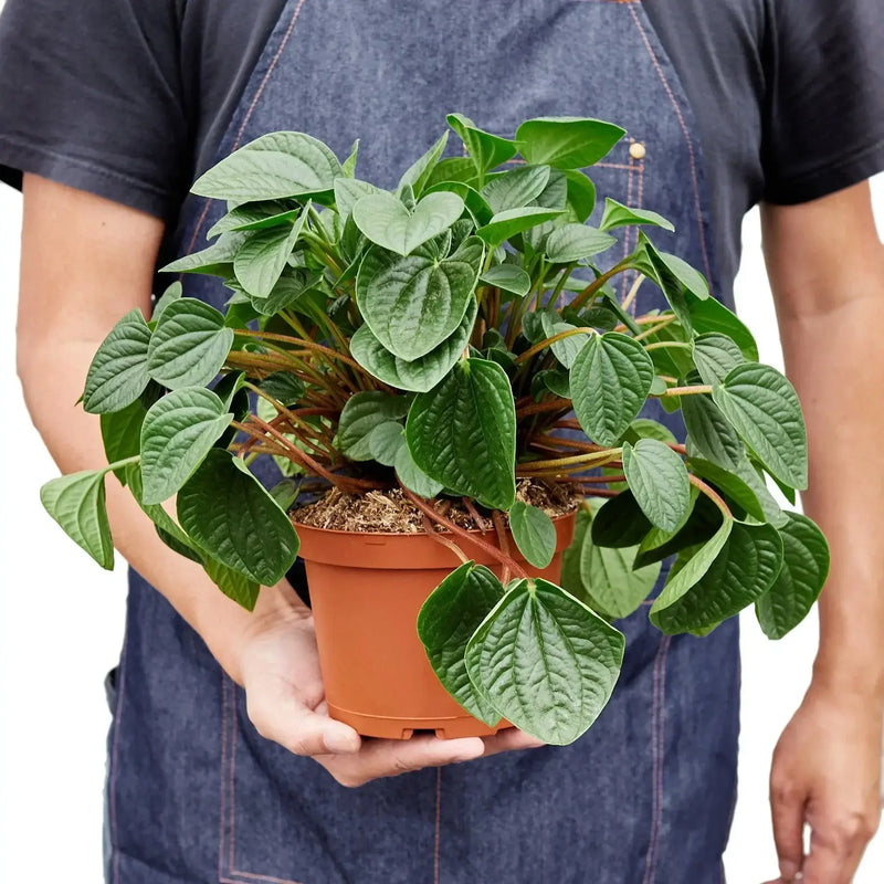 person holding a peperomia-rana-verde plant 6inch pot