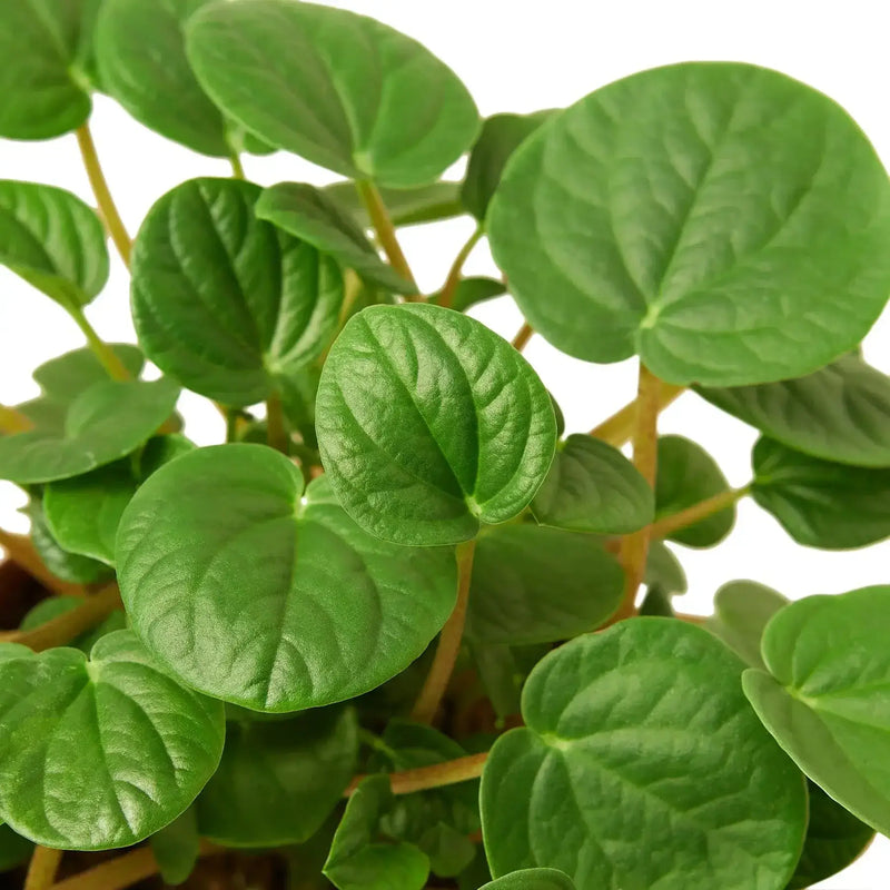 peperomia-rana-verde leaves close up