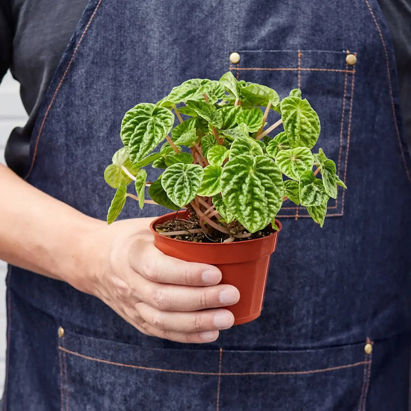 person holding a peperomia-ripple 4inch pot