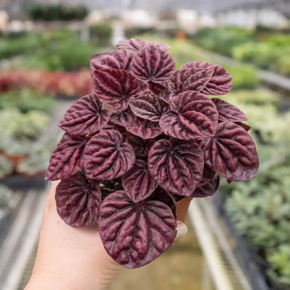 peperomia-ripple-red 4inch pot