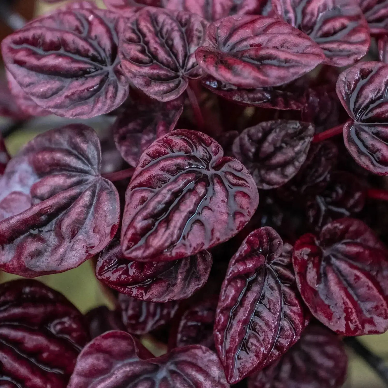 peperomia-ripple-red closeup