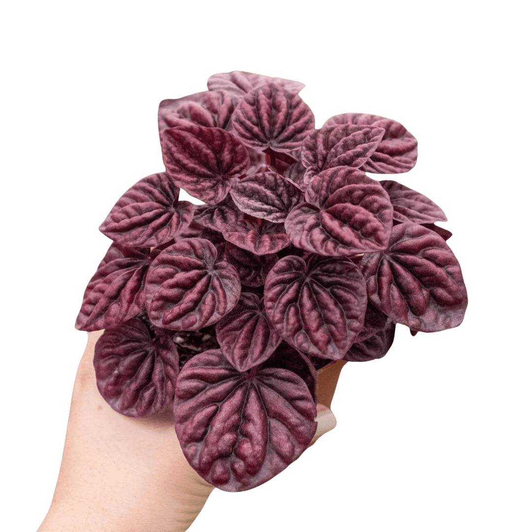 peperomia-ripple-red plant pot