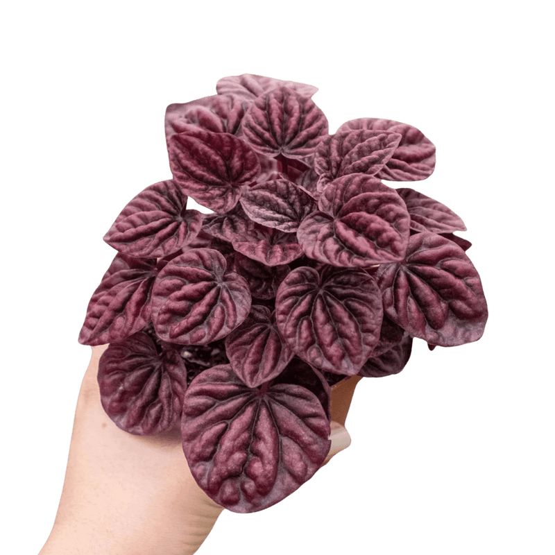 peperomia-ripple-red plant pot