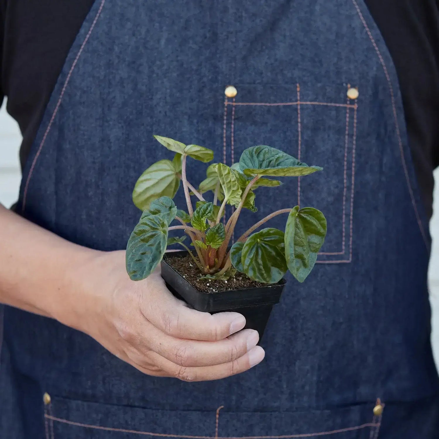 person holding a peperomia-ripple 3inch nursery pot