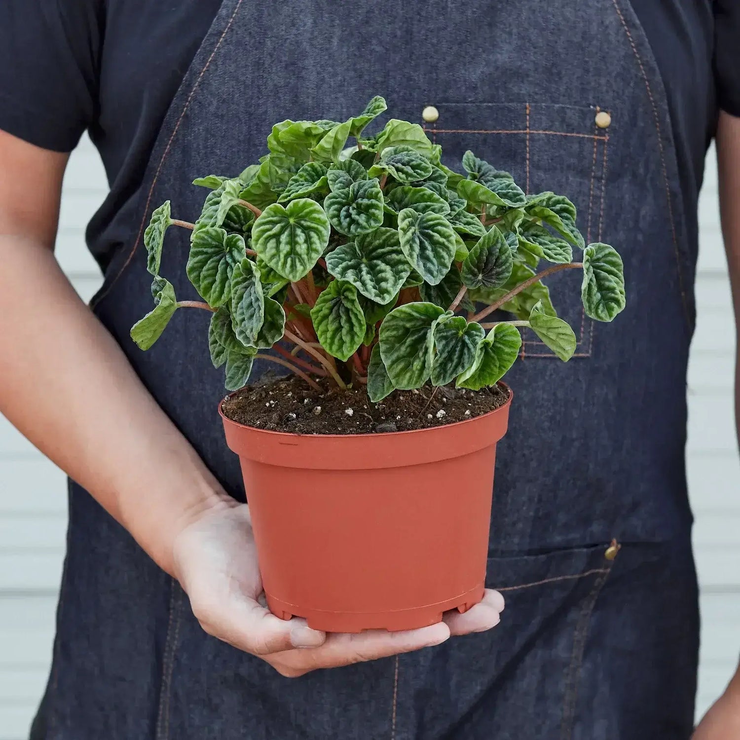 person holding a peperomia-ripple plant 6inch pot