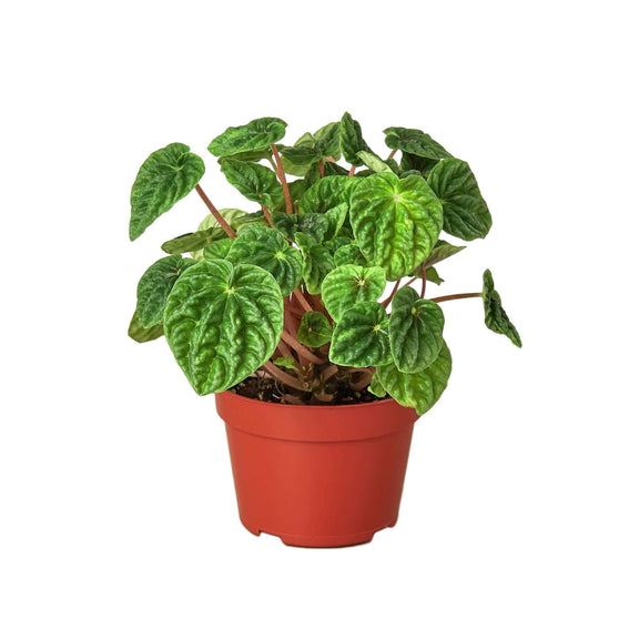 peperomia-ripple plant 6inch pot