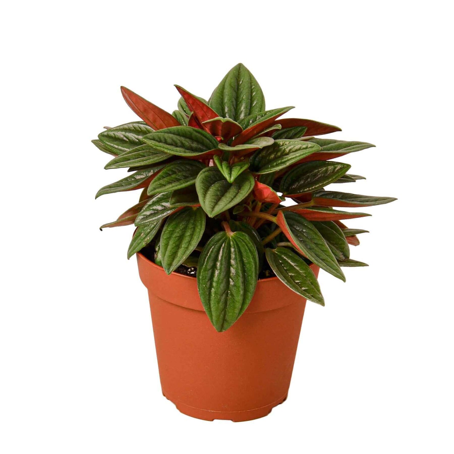 peperomia-rosso plant 4 inch pot