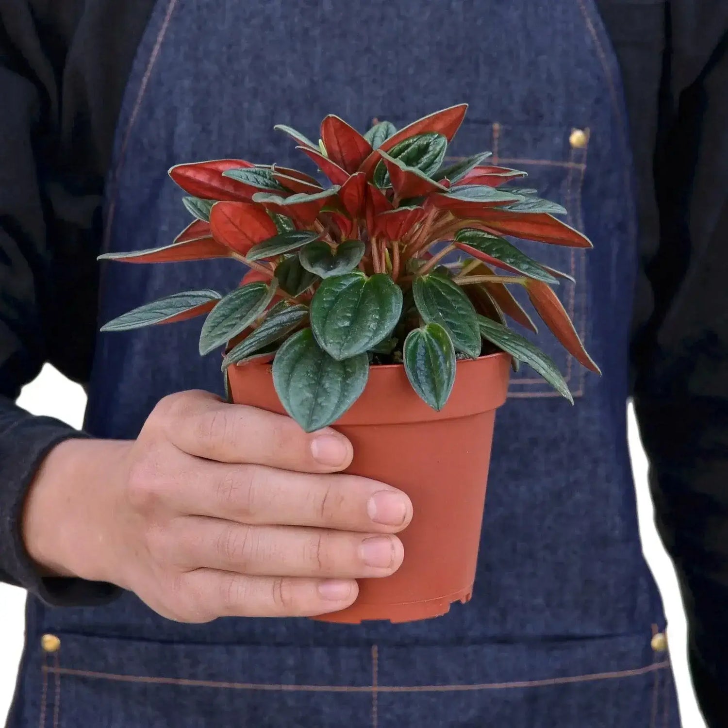 person holding a peperomia-rosso plant 4 inch pot