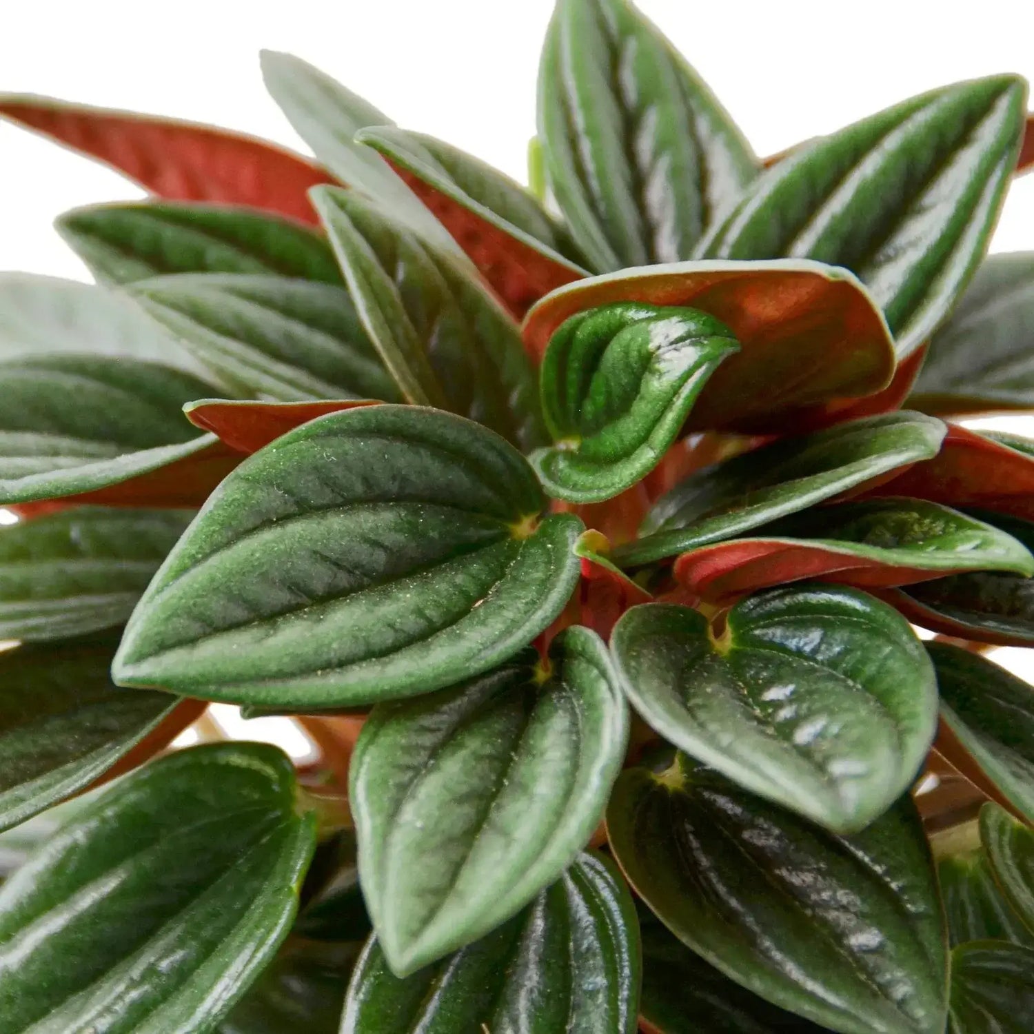 peperomia-rosso plant 4 inch pot leaves close up