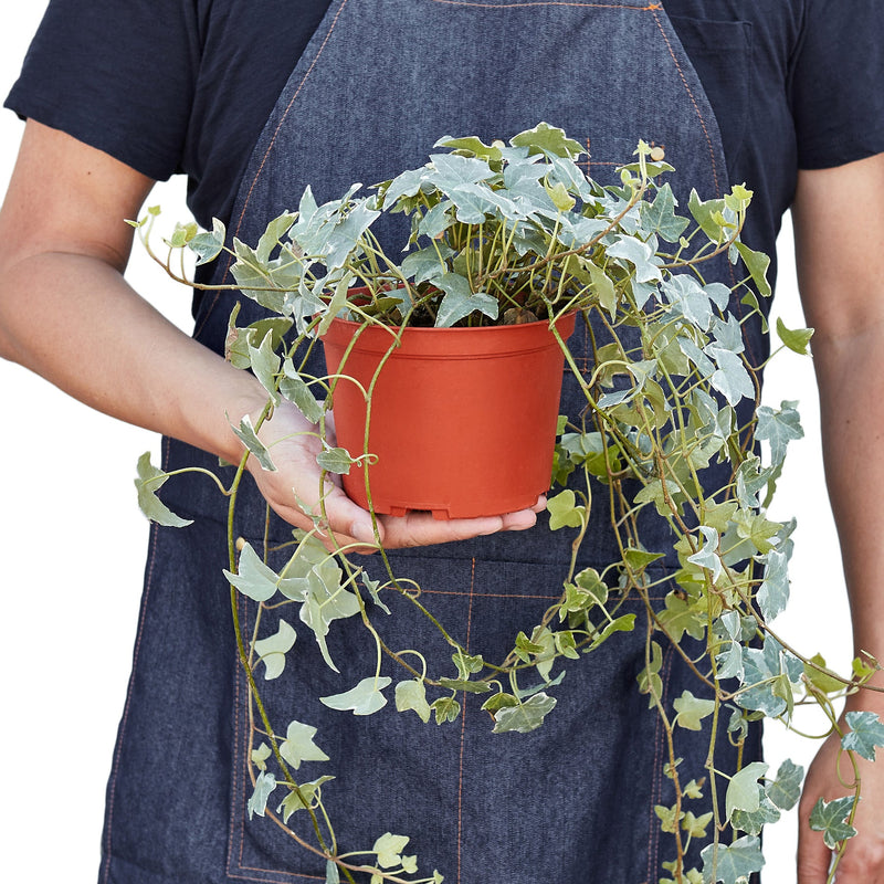 person holding a large english-ivy-glacier plant