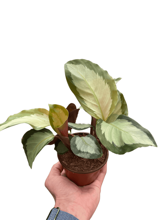 person holding a calathea-picturata 