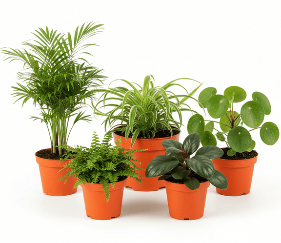 Pet-Safe Houseplant Subscription - All About Planties