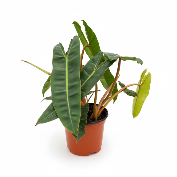 Mature Live Philodendron Billietiae in 6inch orange nursery pot - rare tropical houseplant for delivery at All About Planties