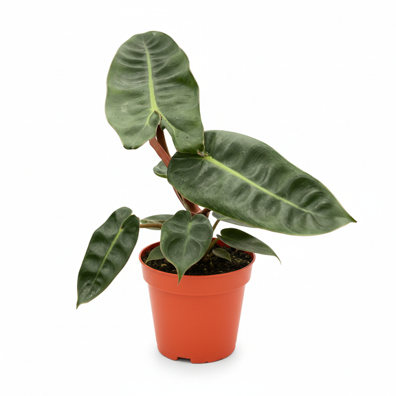 Philodendron Billietiae in 4inch orange nursery pot - rare tropical houseplant for delivery at All About Planties