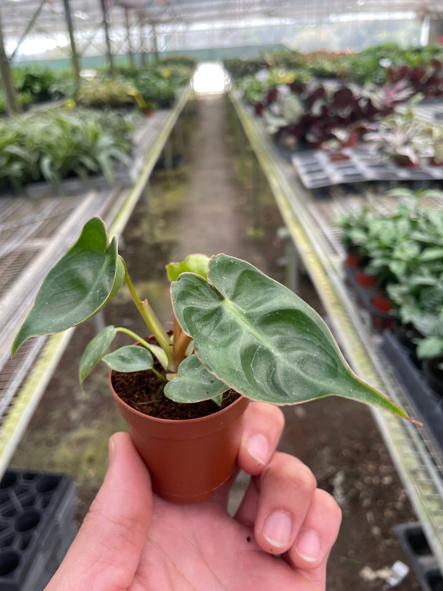 philodendron-billietiae 2inch in nursery