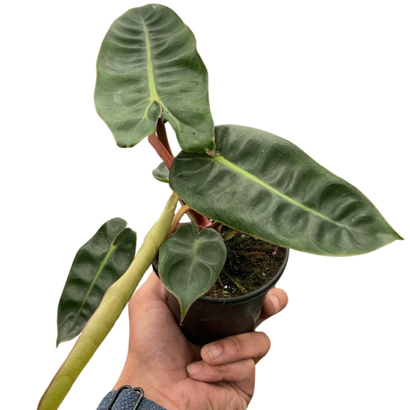 philodendron-billietiae 4inch