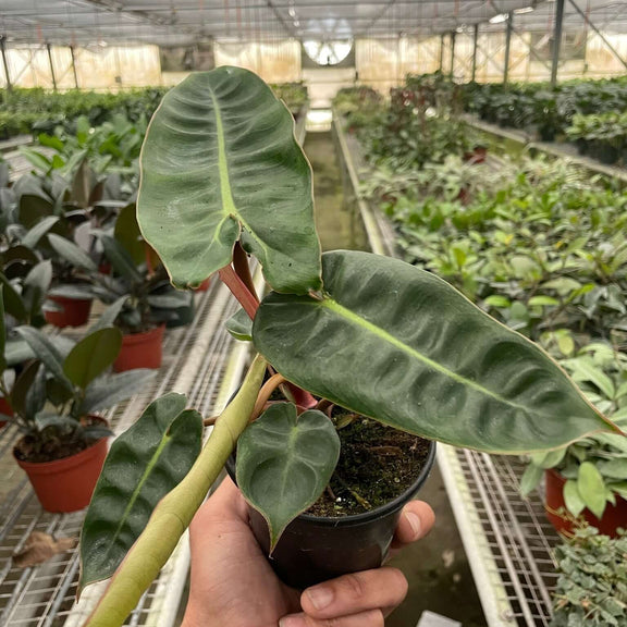 philodendron billietiae juvenile Philodendron Billietiae